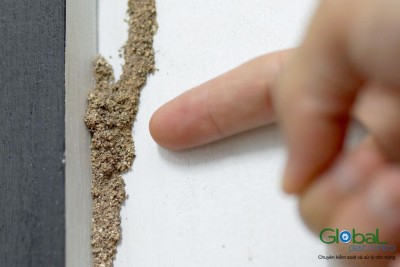 Những sai lầm khi bạn tự diệt mối tại nhà