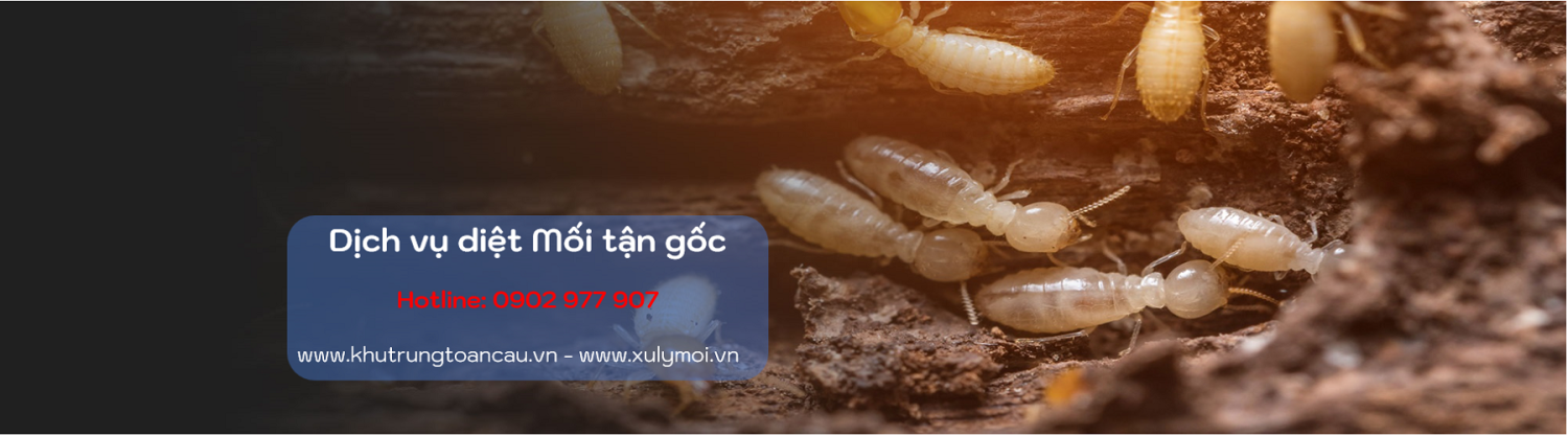 Dịch vụ diệt Mối tận gốc banner