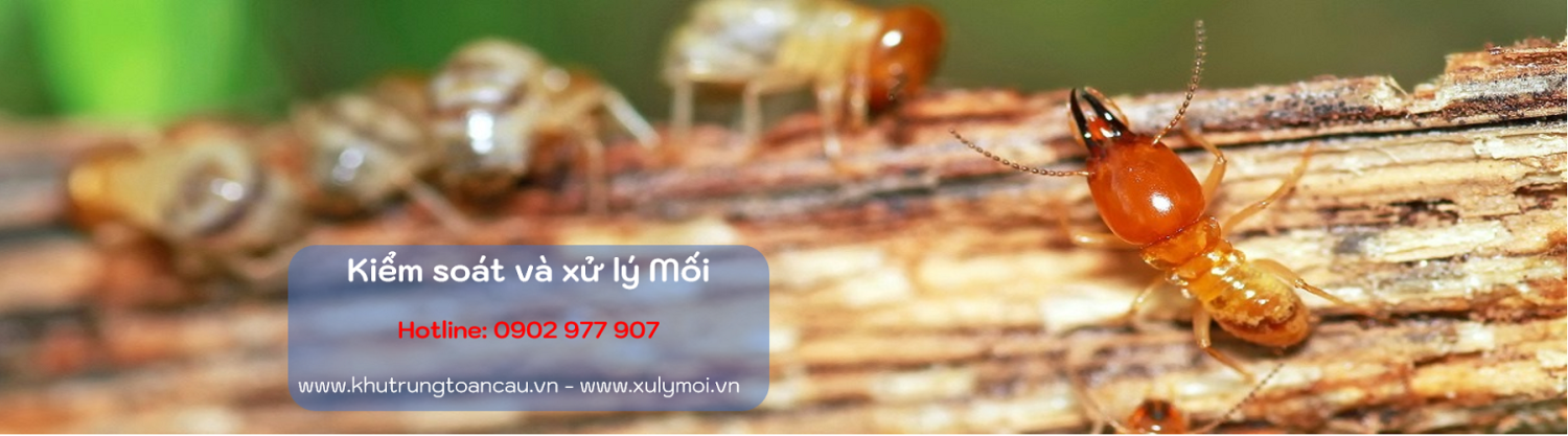 kiểm soát và xử lý mối banner