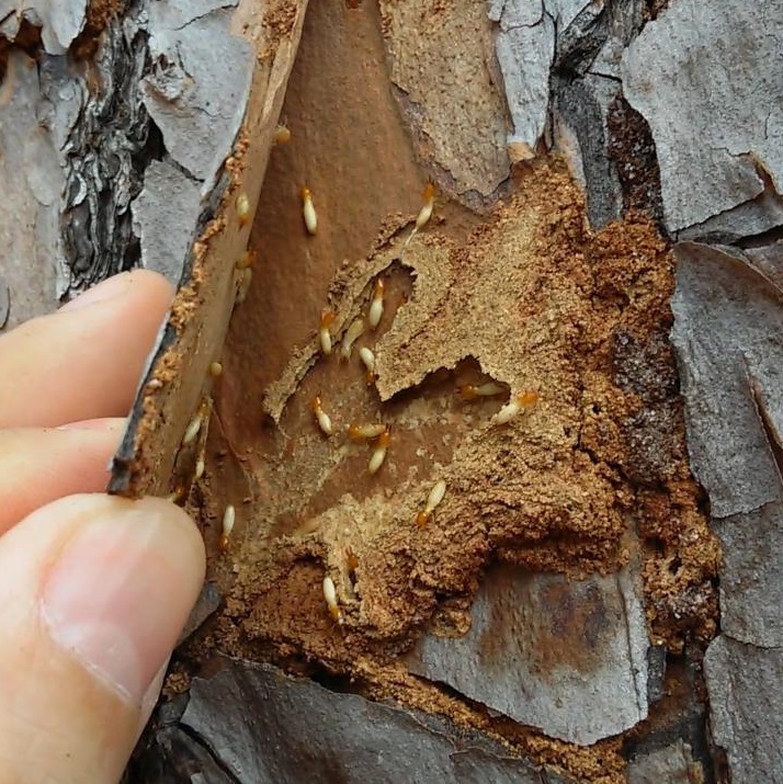 termite (1)