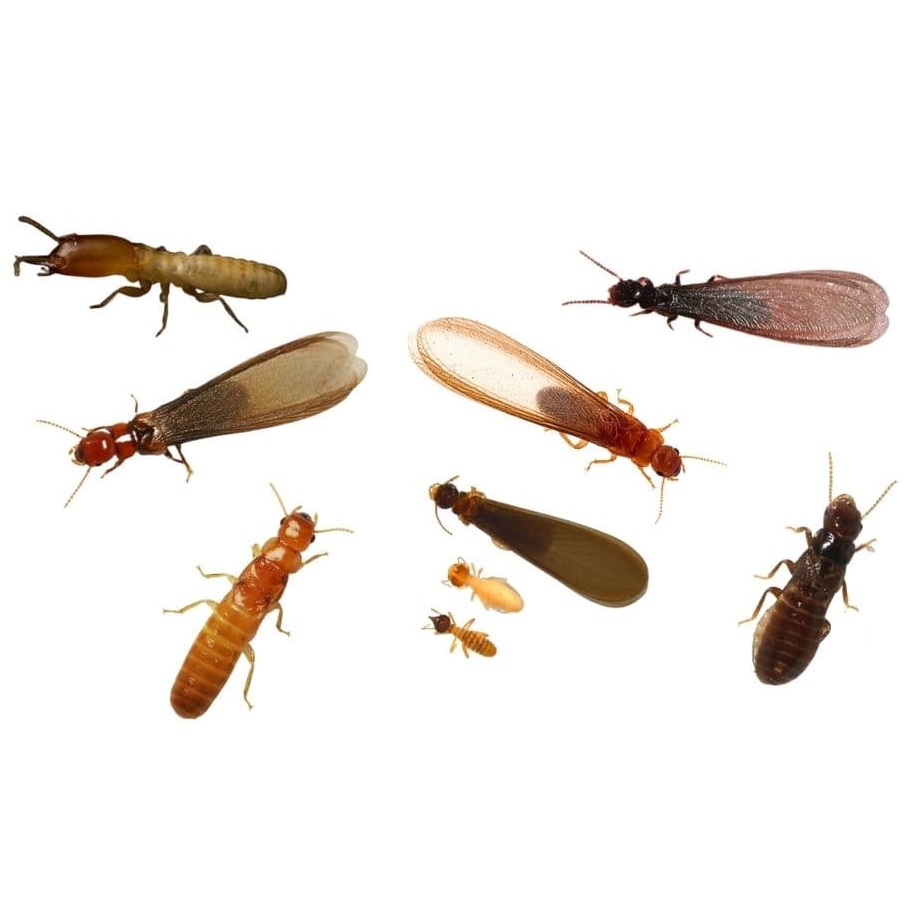 types of termites