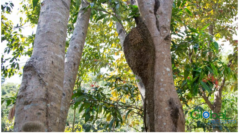 Làm thế nào để biết một cây có mối