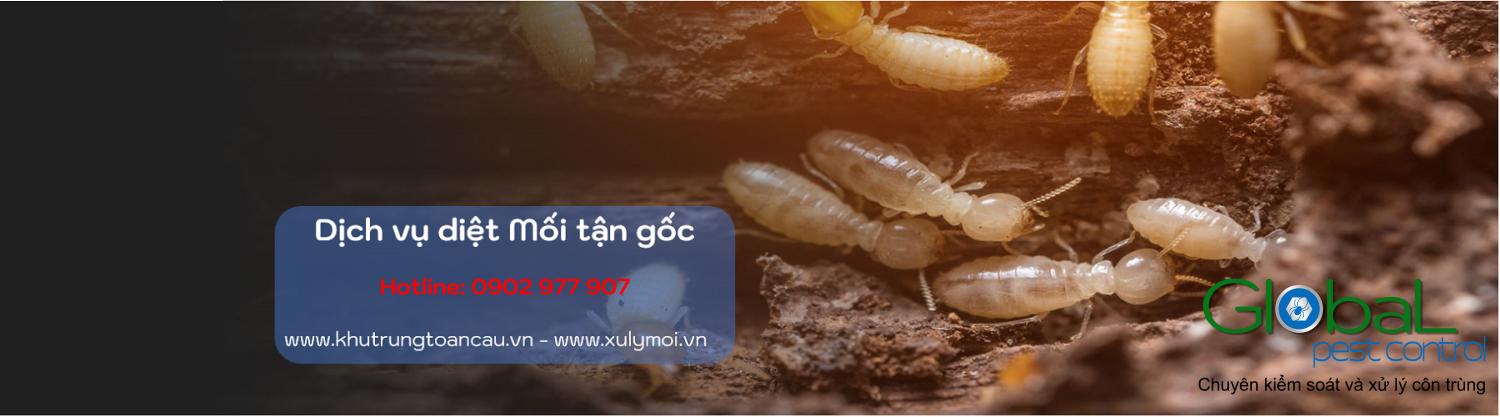 Dịch vụ diệt Mối tận gốc banner