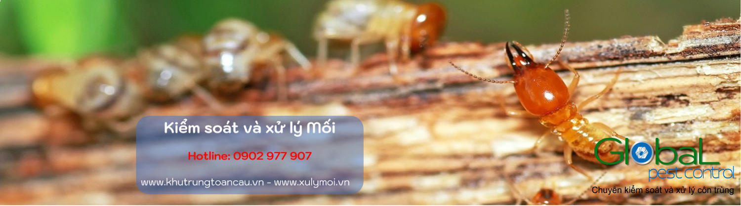 kiểm soát và xử lý mối banner