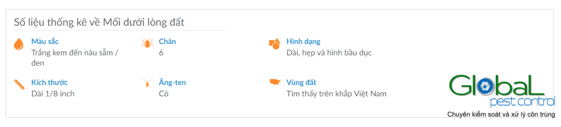 Mối dưới lòng đất Hướng dẫn Nhận dạng và Xử lý 1