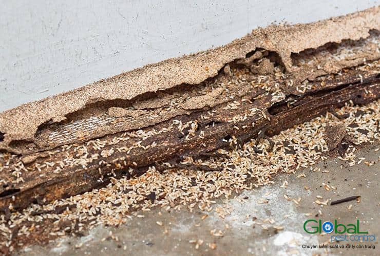 Dịch vụ diệt mối tận gốc Khử Trùng Toàn Cầu (21)