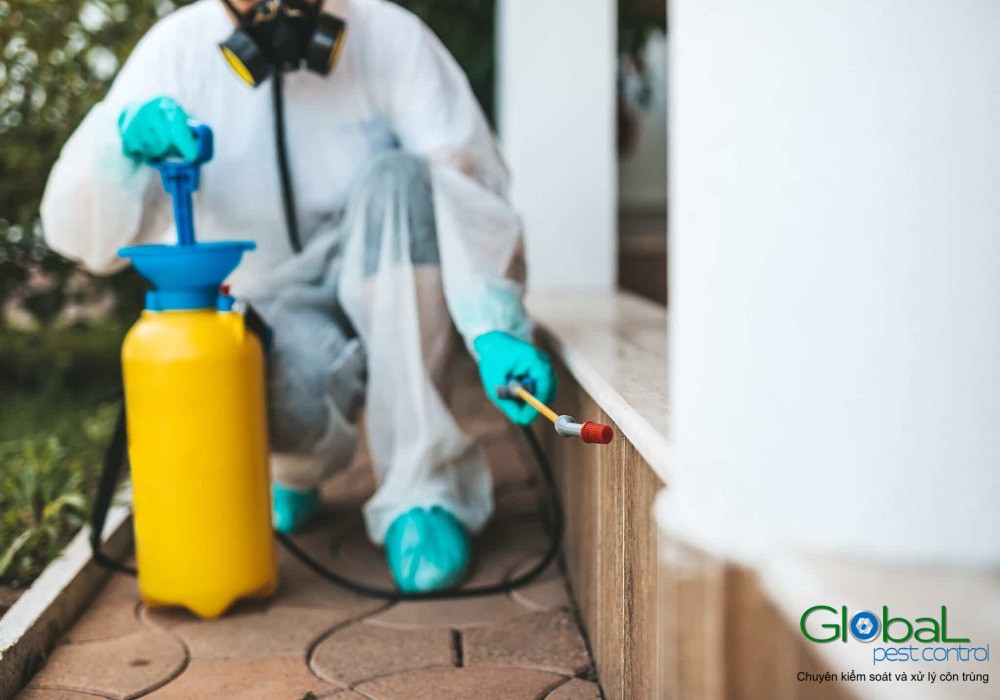 Dịch vụ diệt mối tận gốc